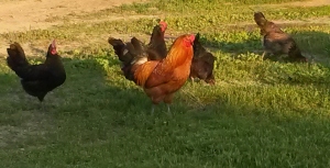 Mr. Shiny and the Hens